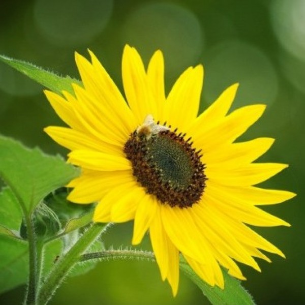 Omaxe Sunflower Minature Seeds